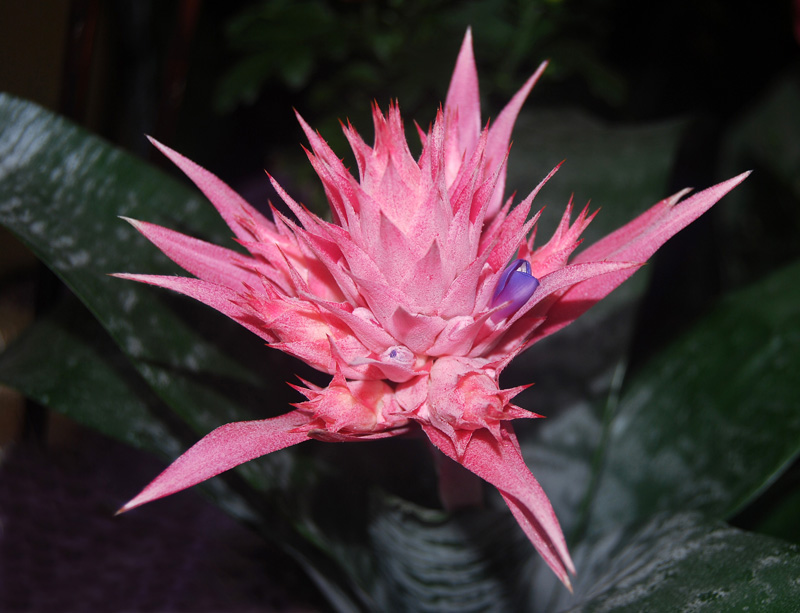 Pink spiky flower with purple blossom
