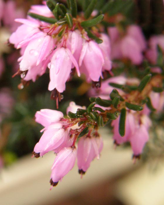 Heather Blossoms