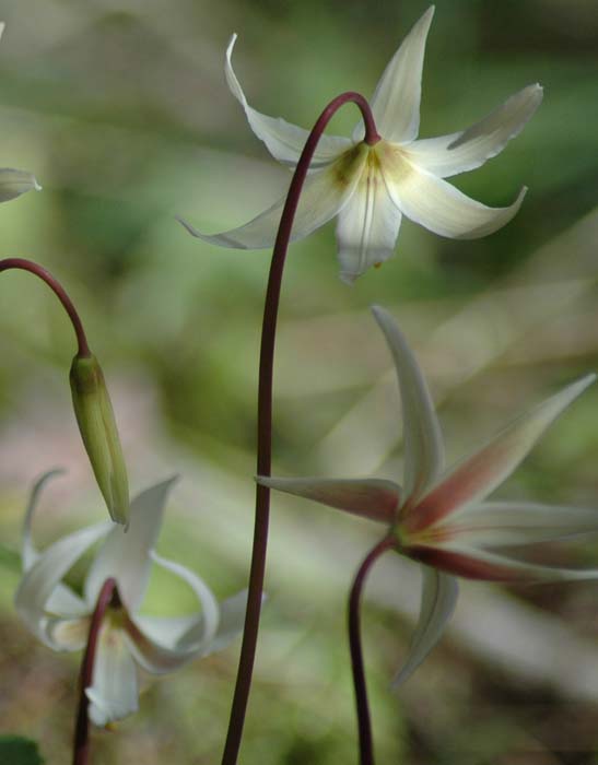 Erythronium Oregonum