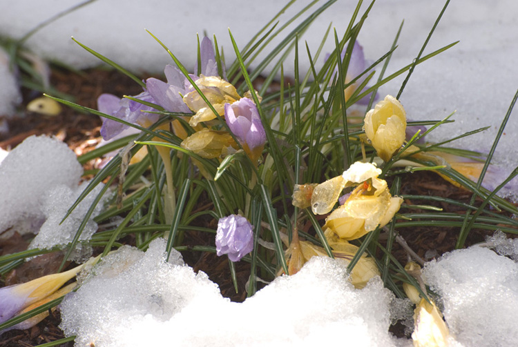 Snowy flowers