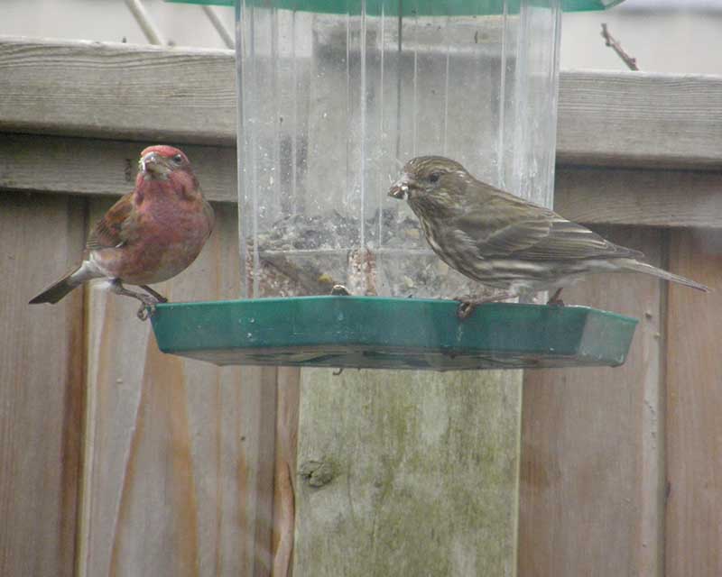 Finches at the Feeder