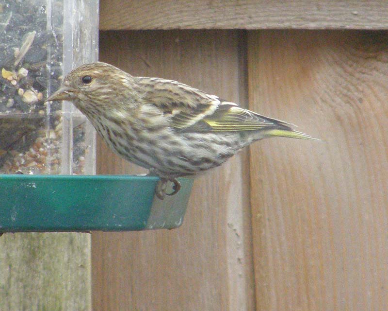 Pine Siskin