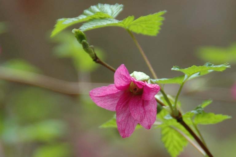 Salmon Berry Flower