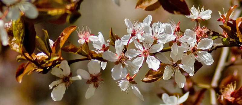 Spring Blossoms