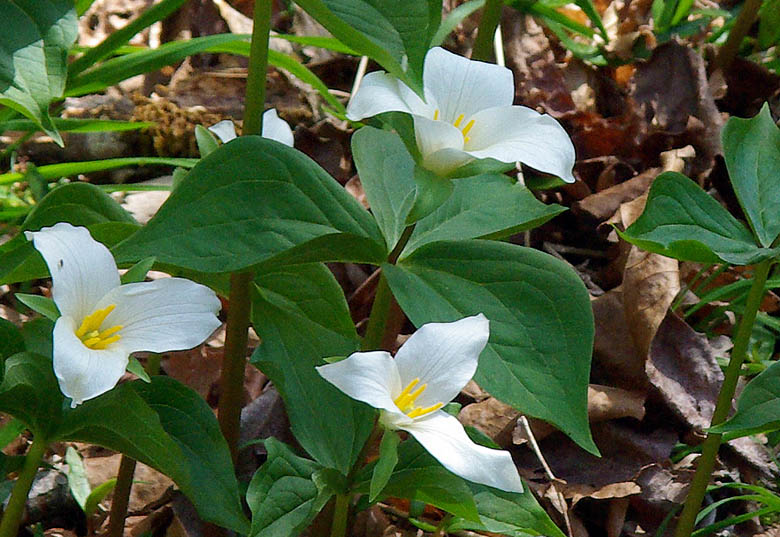 Trillium