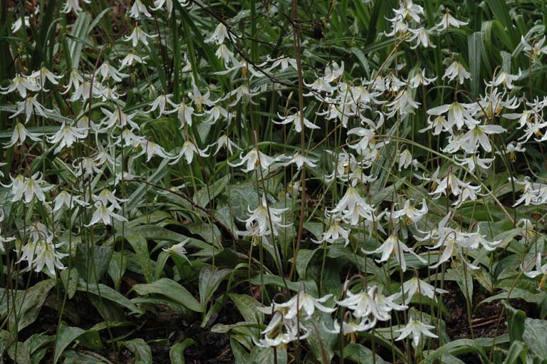 Field of Fawn Lillies