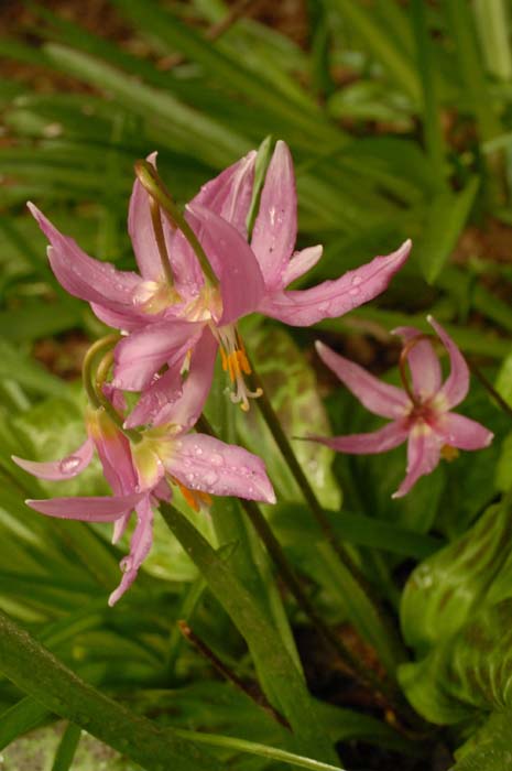Pink Fawn Lillies