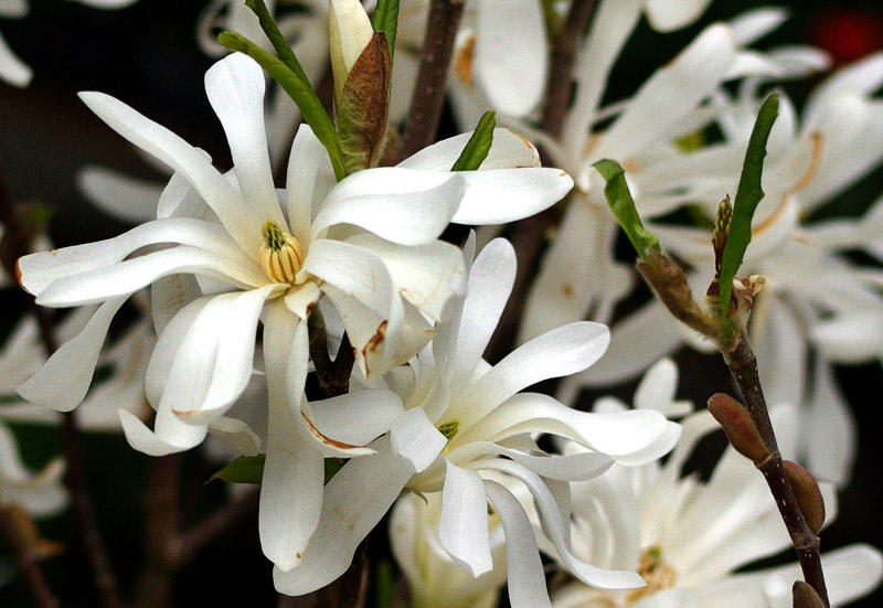 Star Magnolia