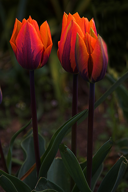 Three Tulips