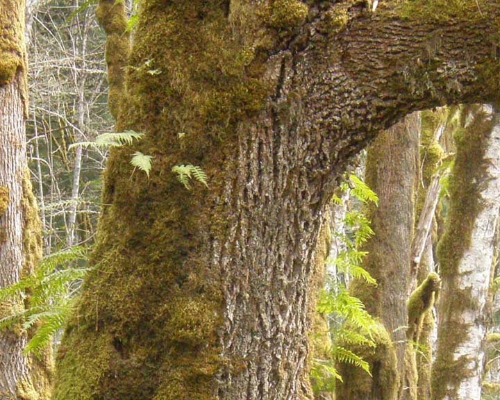 Fern growing tree