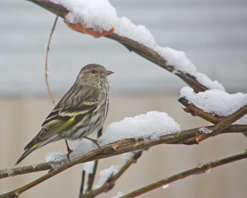 Snowy Morning