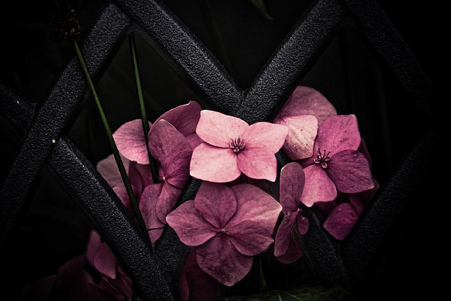 10 Aug... Pink lattice