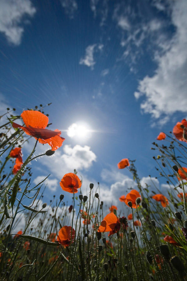 15 Jun... Poppies !