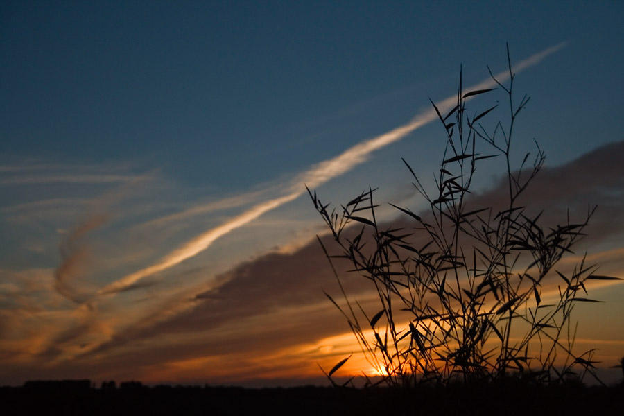 18 Jun... Bamboo sunset