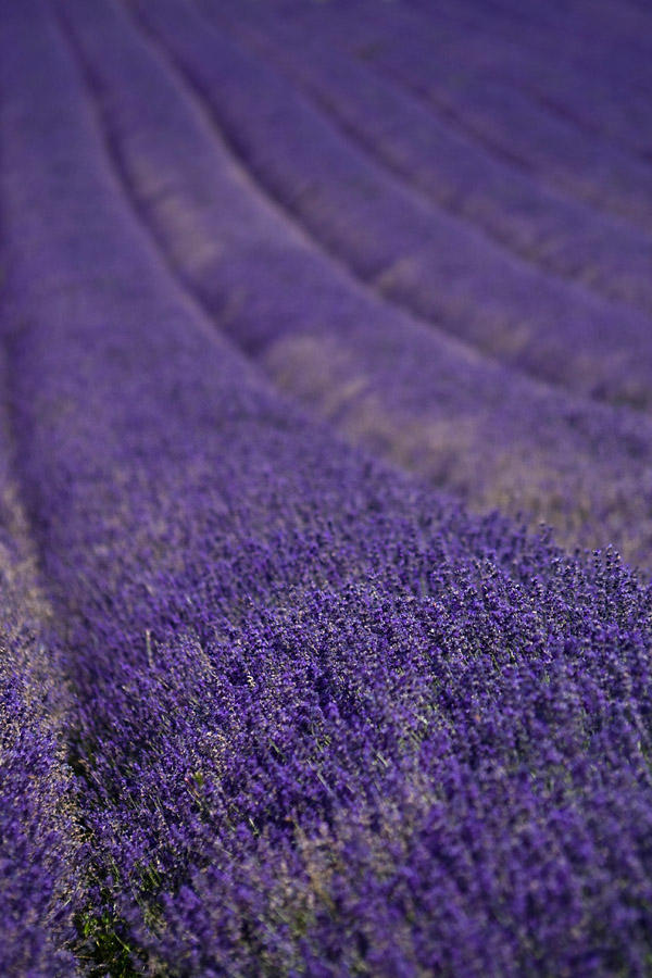 Lavender rolls 2