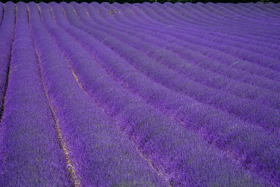 Lavender rolls 3