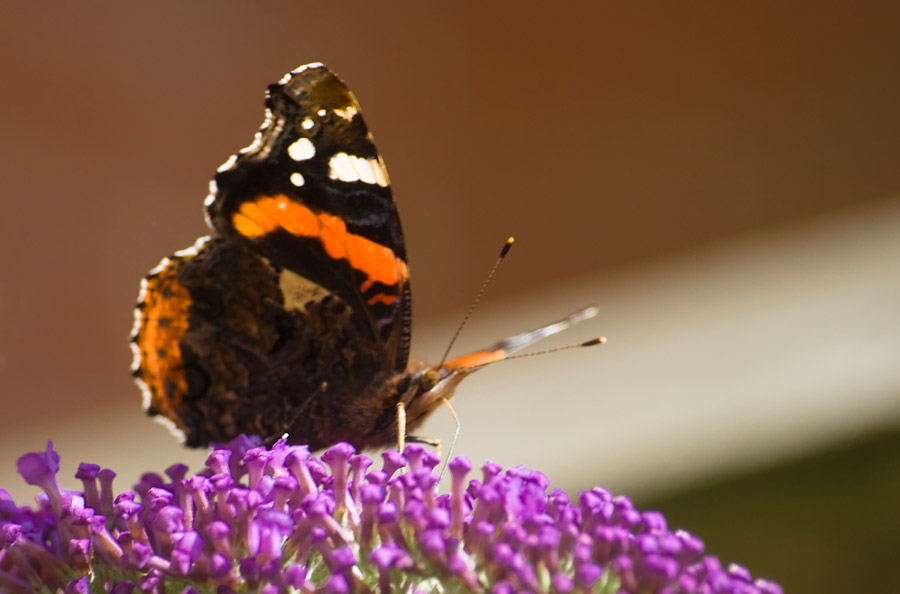 Butterfly 2