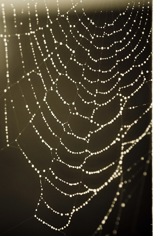 Web of pearls