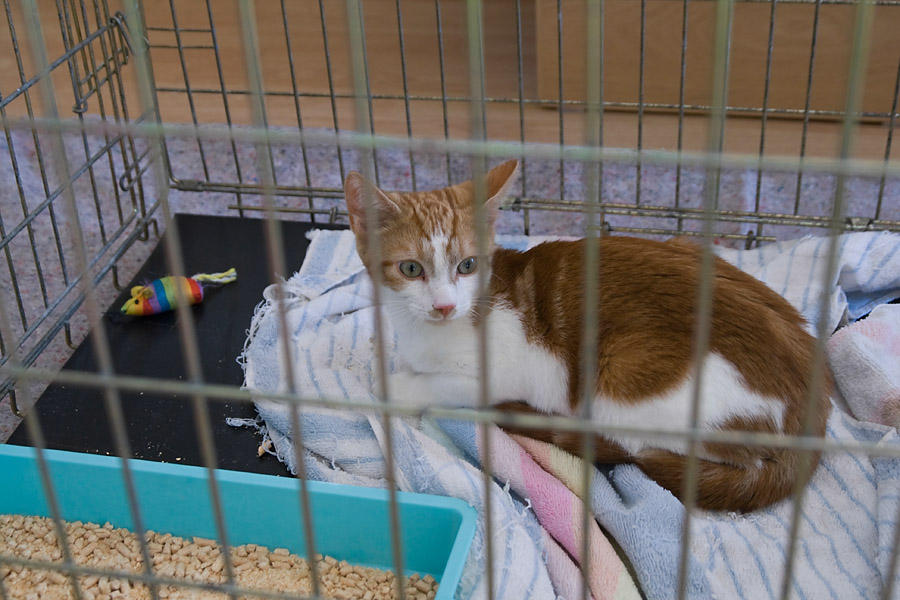 Kitten 2.