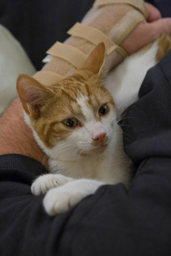 Kitten