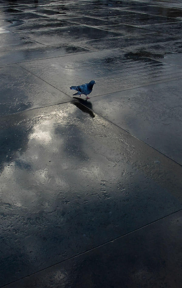 Pigeon