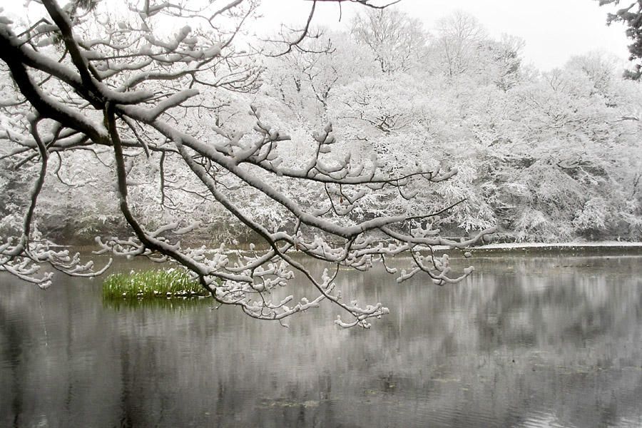 Snowy branch