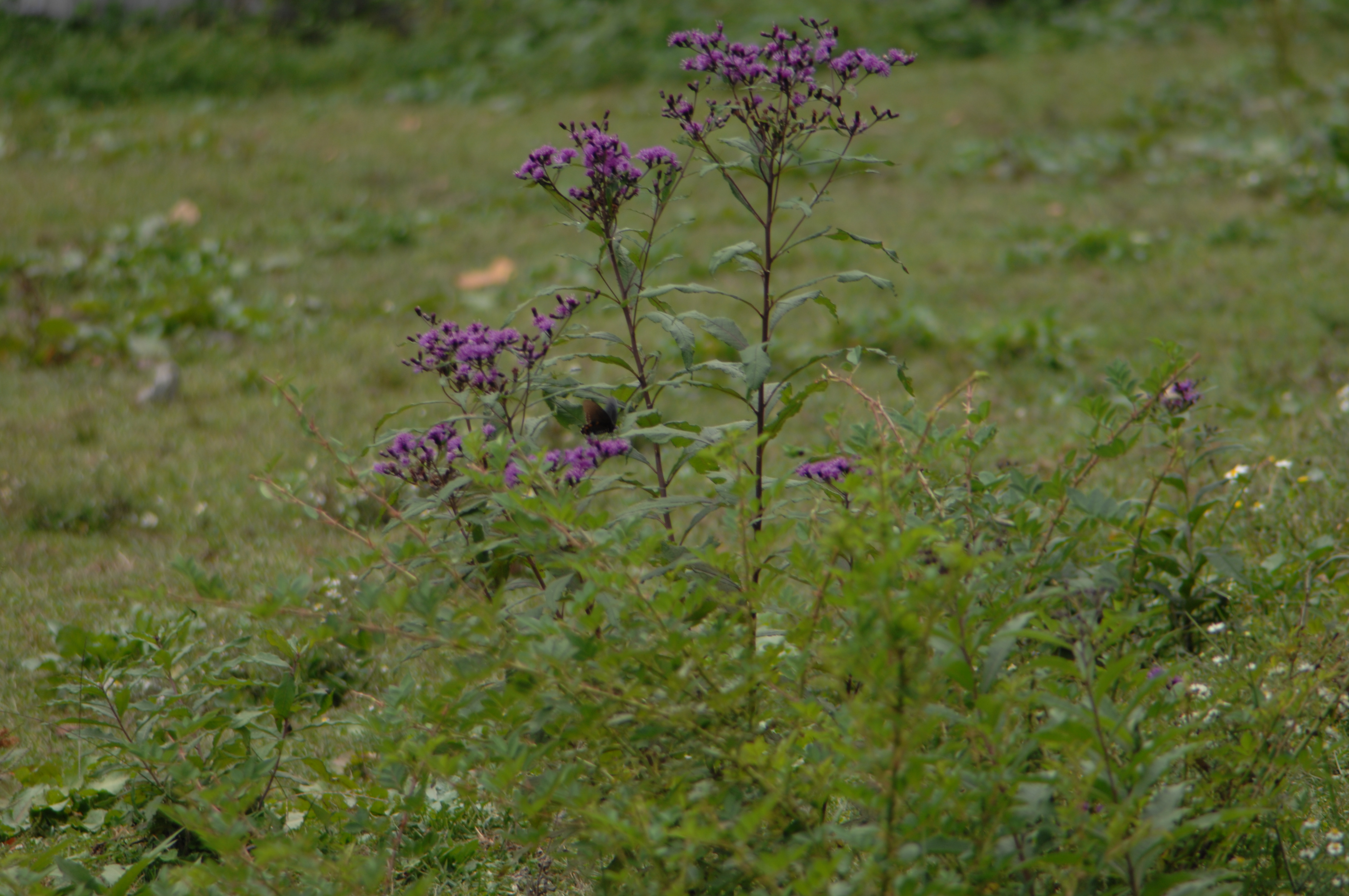 Butterfly on a purple flower