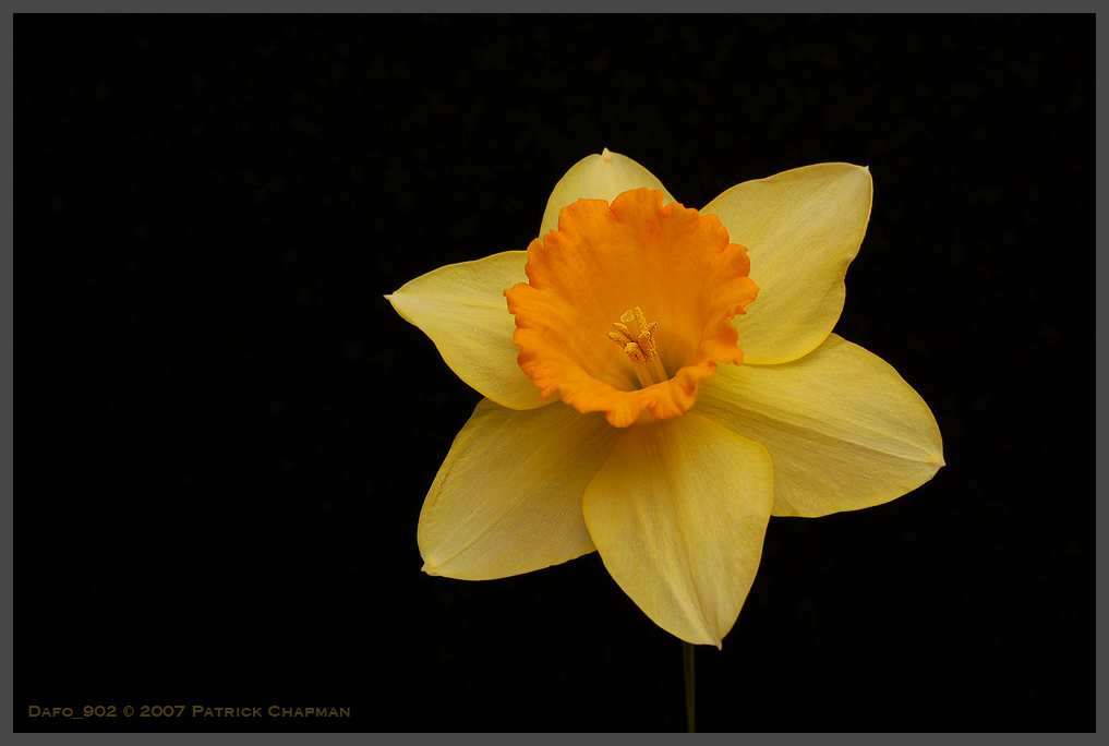 Dafo_902sm