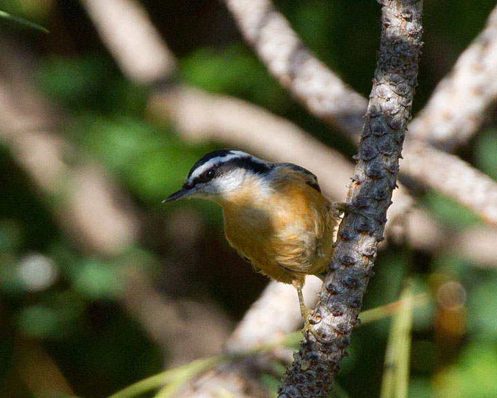 Red-BreastedNuthatch4036.jpg