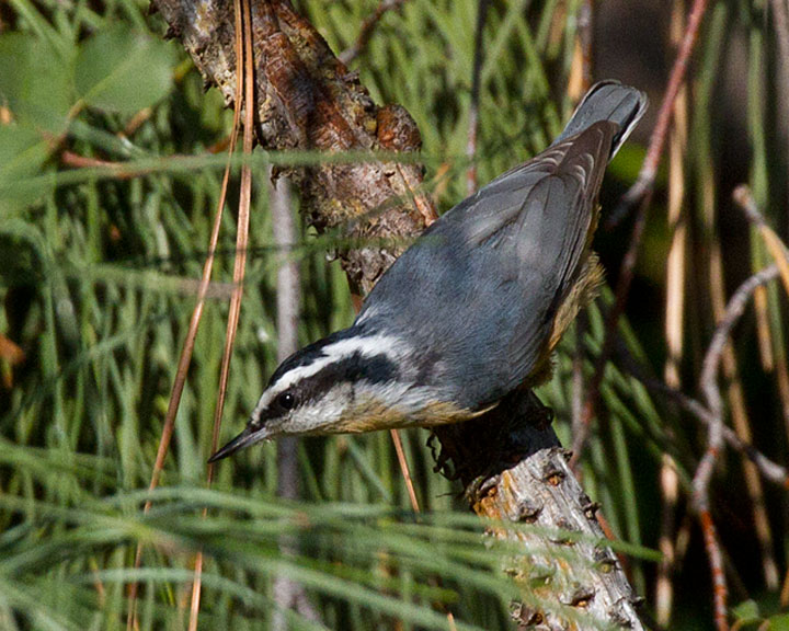 Red-BreastedNuthatch4037.jpg