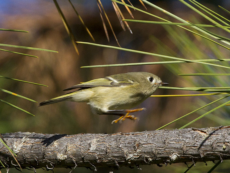 Ruby-CrownedKinglet3544.jpg
