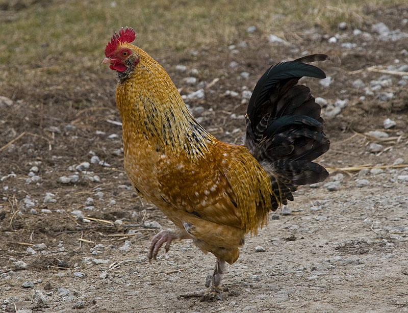 c8577.jpg