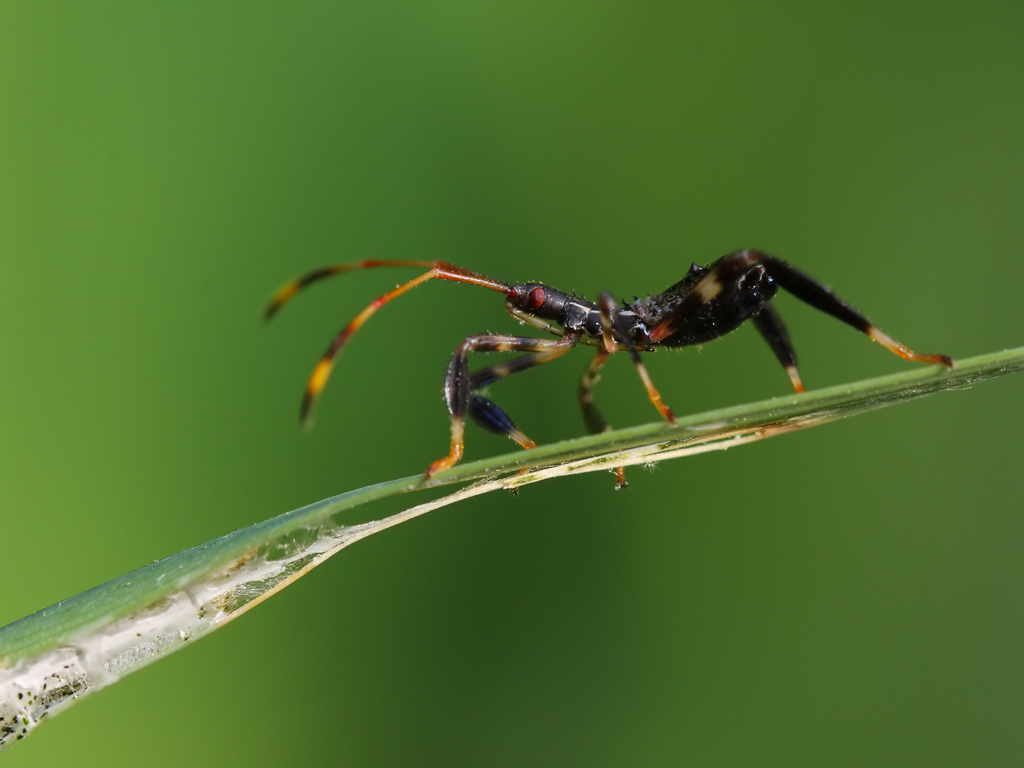 Assassinbug 2 IMG_9732 wk1.jpg