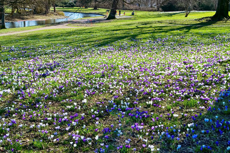 Crocuses 3