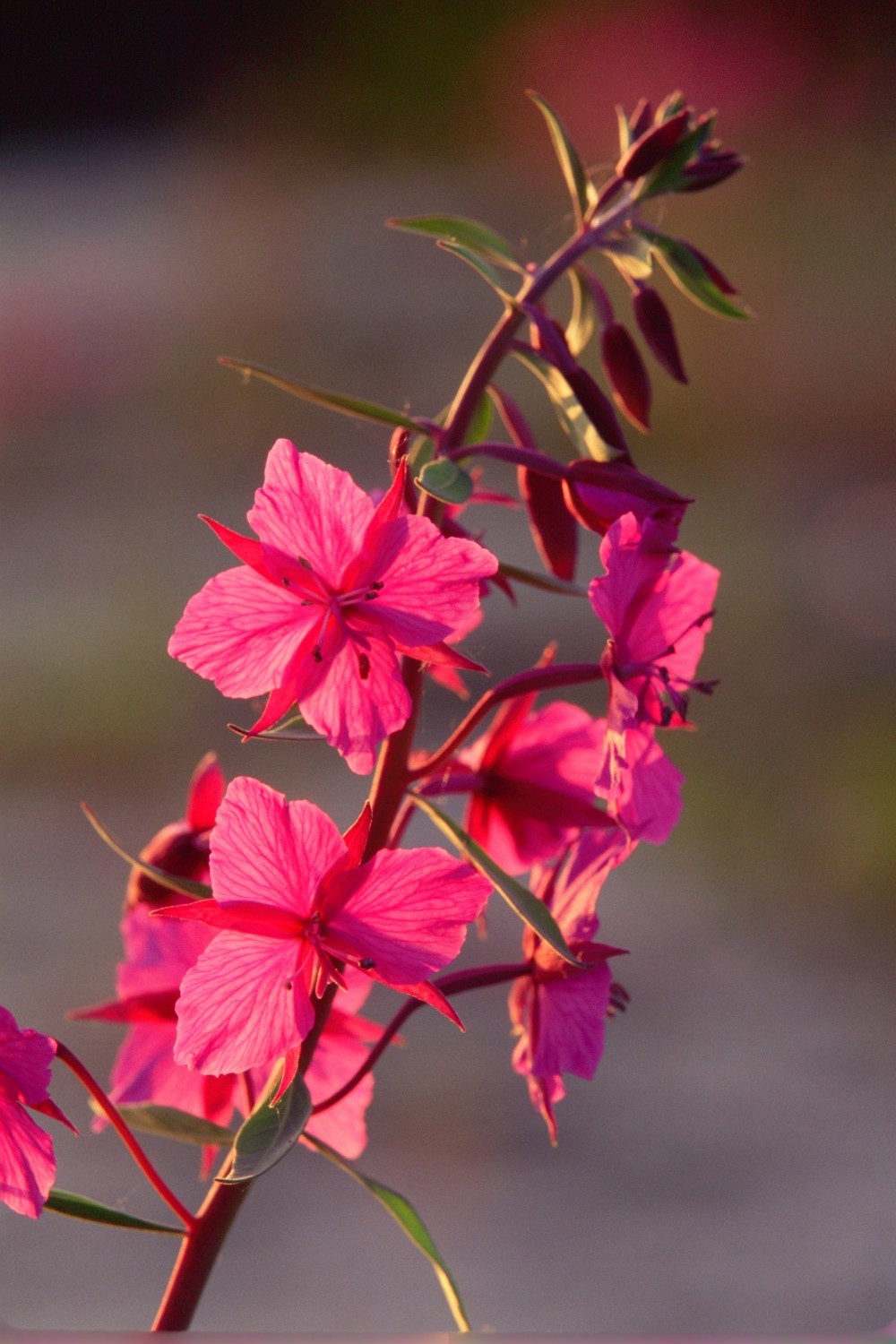 Fireweed