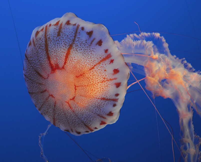 Jellyfish