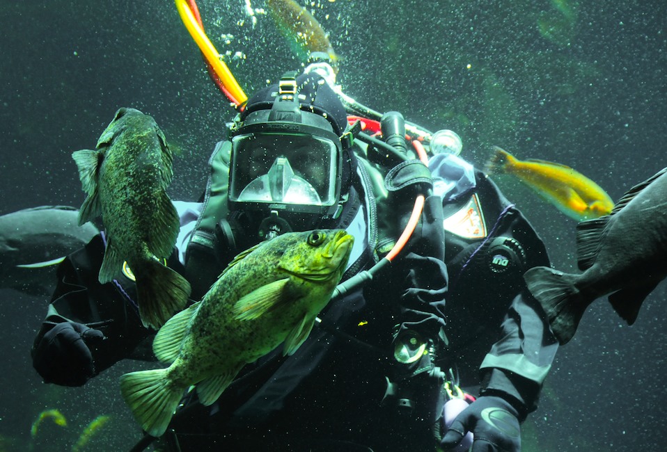 Awake with the Fishes - Diver at the Monterey Aquarium