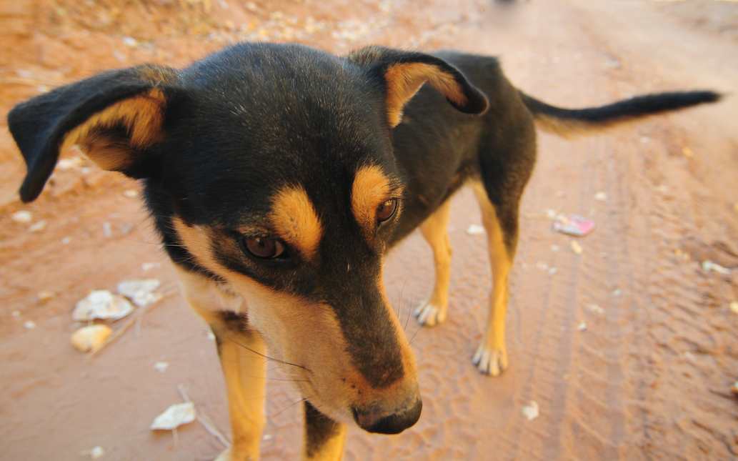 Friendly Dog, Canyon de Chelly