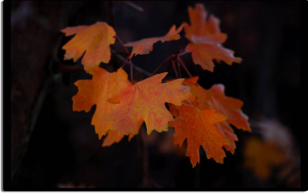 Maple Leaves in Zion Canyon