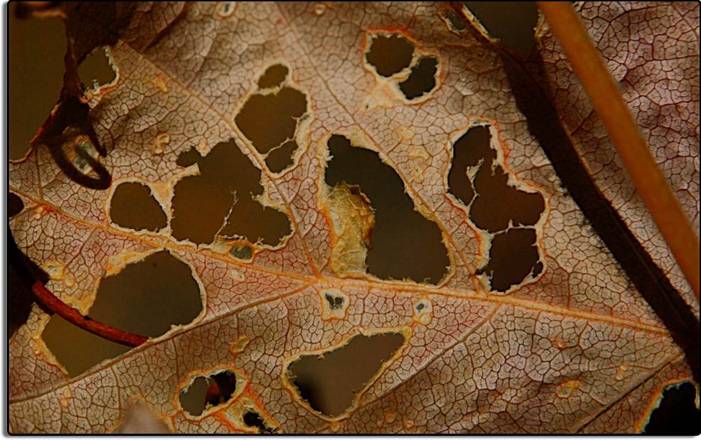 Leaf in Zion Canyon