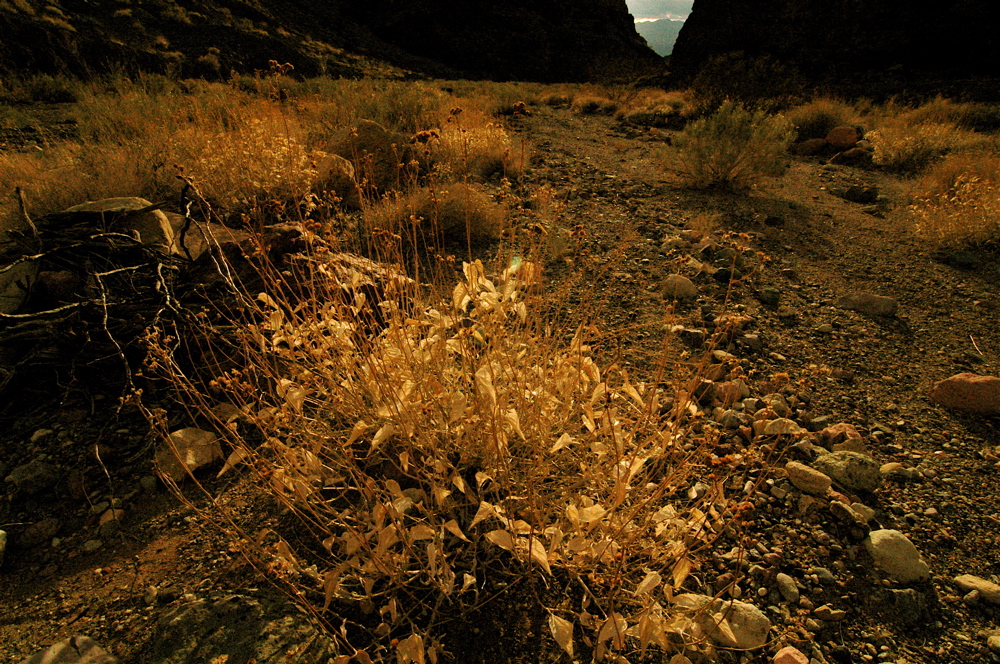 Late Afternoon in Titus Canyon