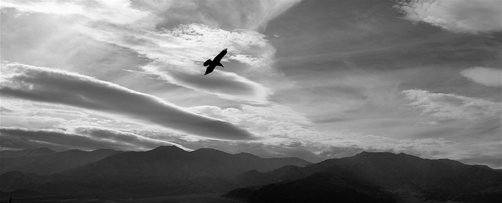 Raven Over Death Valley