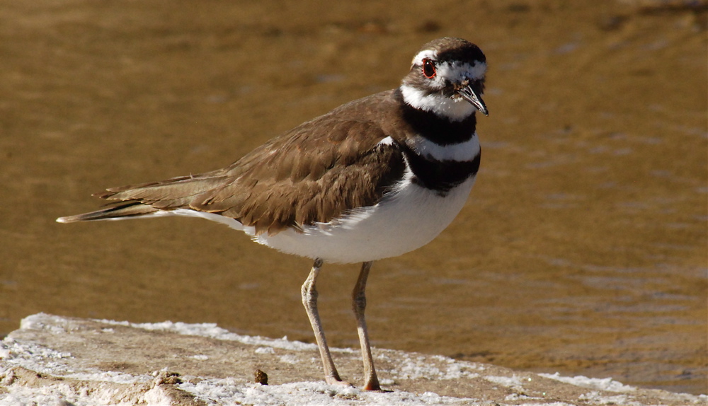 Kildeer at the Salt Creek Oasis