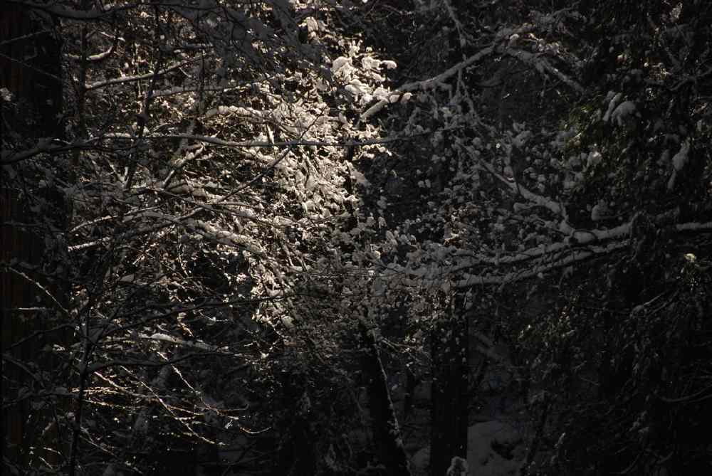 Winter Light