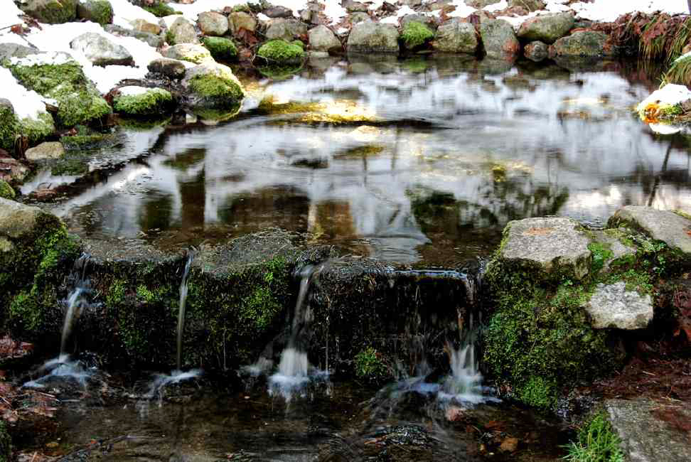 Fern Spring