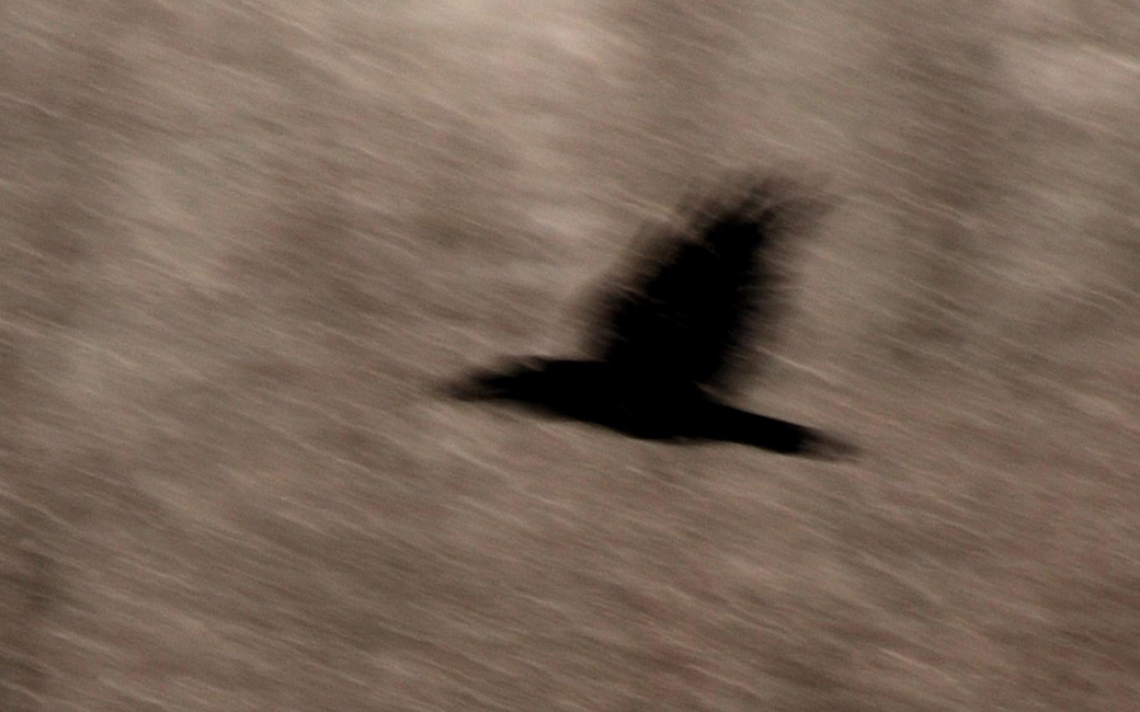 Raven, Snowstorm, Yosemite