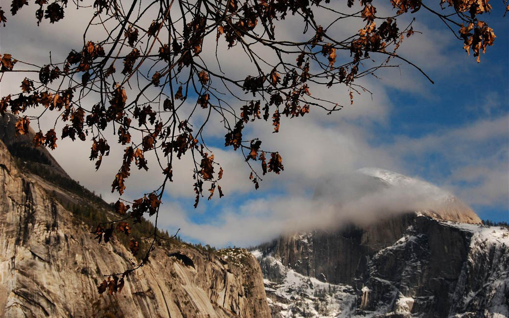 Oaks and Half Dome #3