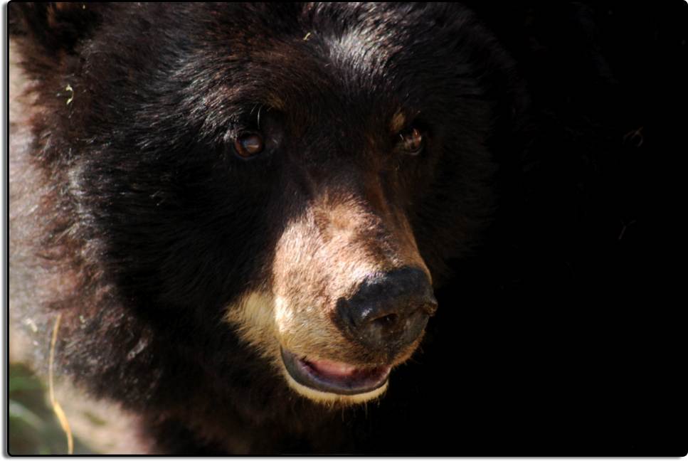 Black Bear at the California Living Museum, near Bakersfield
