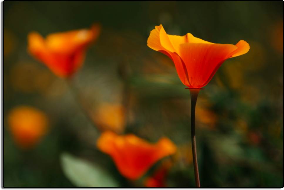 Poppies Near Arvin, California