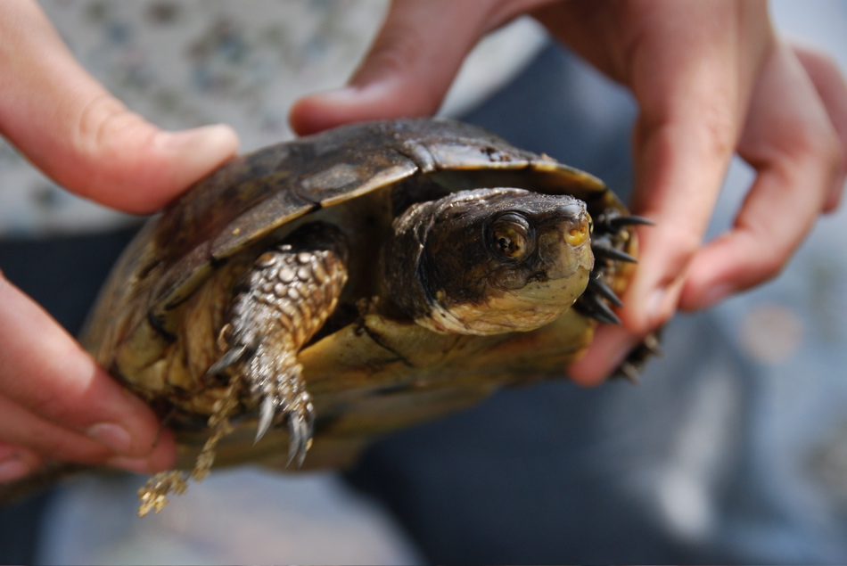 Turtle with Young Friend